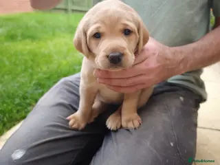 Labrador Retriever dogs Beautiful Red Fox Labrador Retriever Puppies - Advert 9