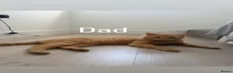 Domestic Shorthair cats for sale: Ginger cats - Advert 2