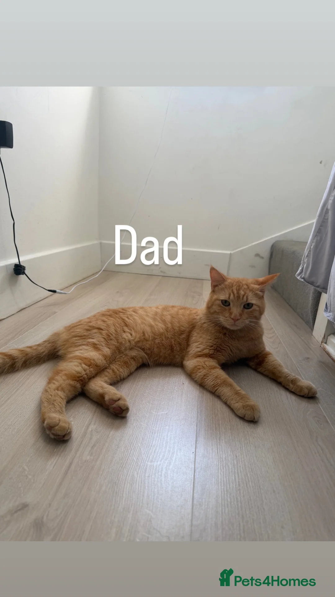 Domestic Shorthair cats for sale: Ginger cats - Advert 2