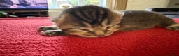 Mixed Breed cats for sale: Five beautiful kittens - readvertised to edit - Advert 12