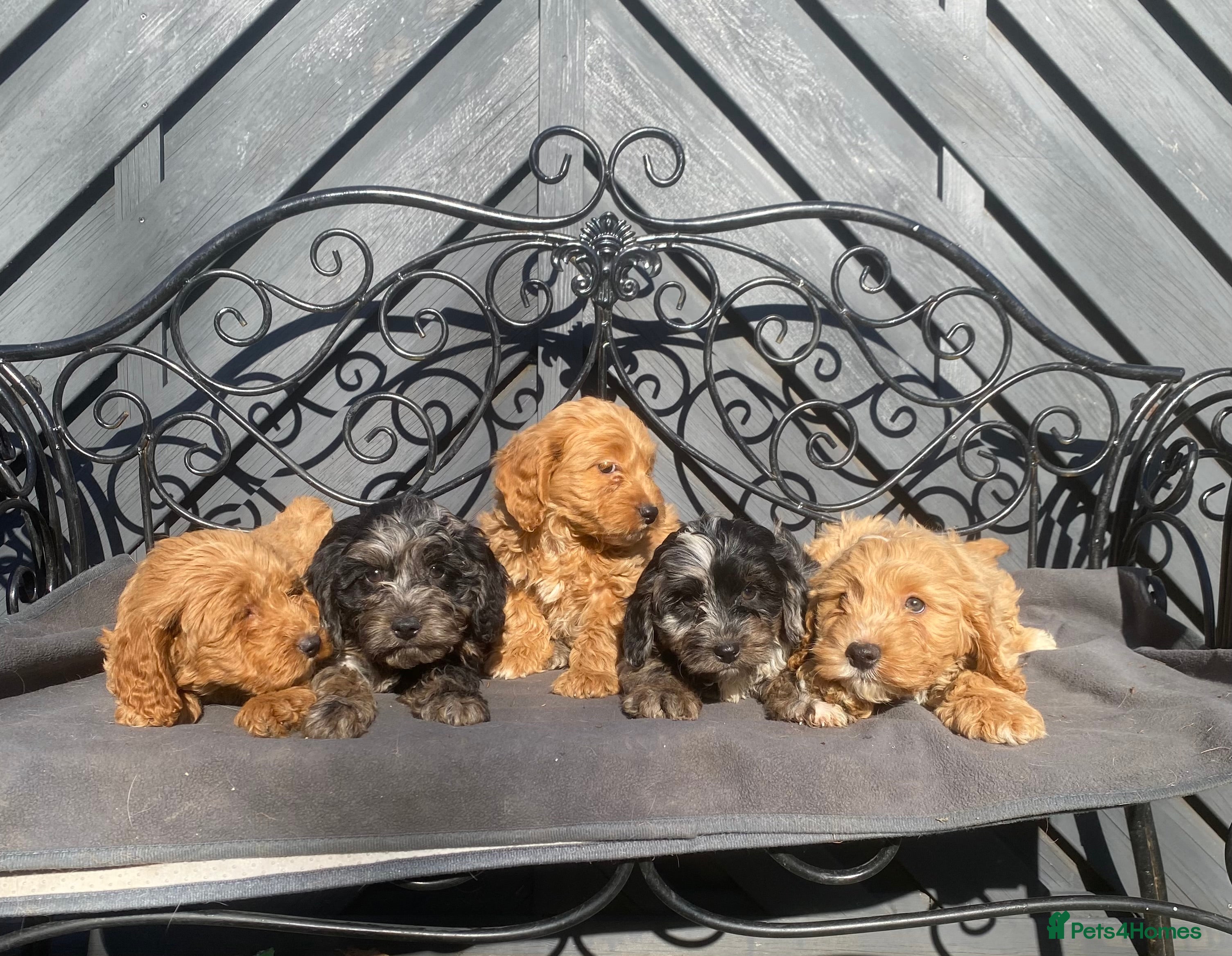 Cockapoo dogs Gorgeous F1 Cockapoo puppies  - Advert 2