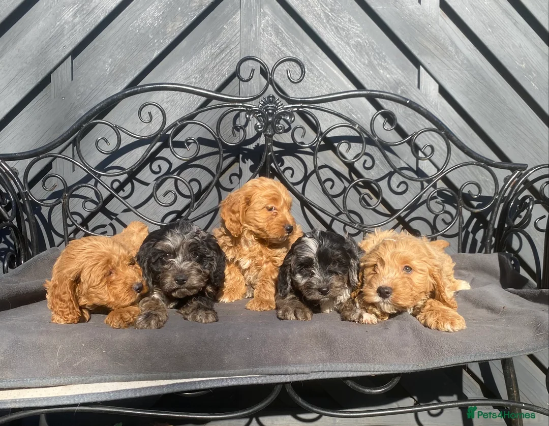 Cockapoo dogs for sale: Gorgeous F1 Cockapoo puppies  - Advert 1
