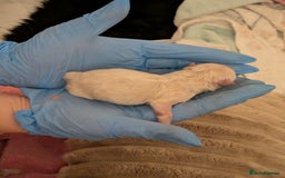 Pomeranian dogs for sale: Beautiful pure Pomeranians tiny babys - Advert 8