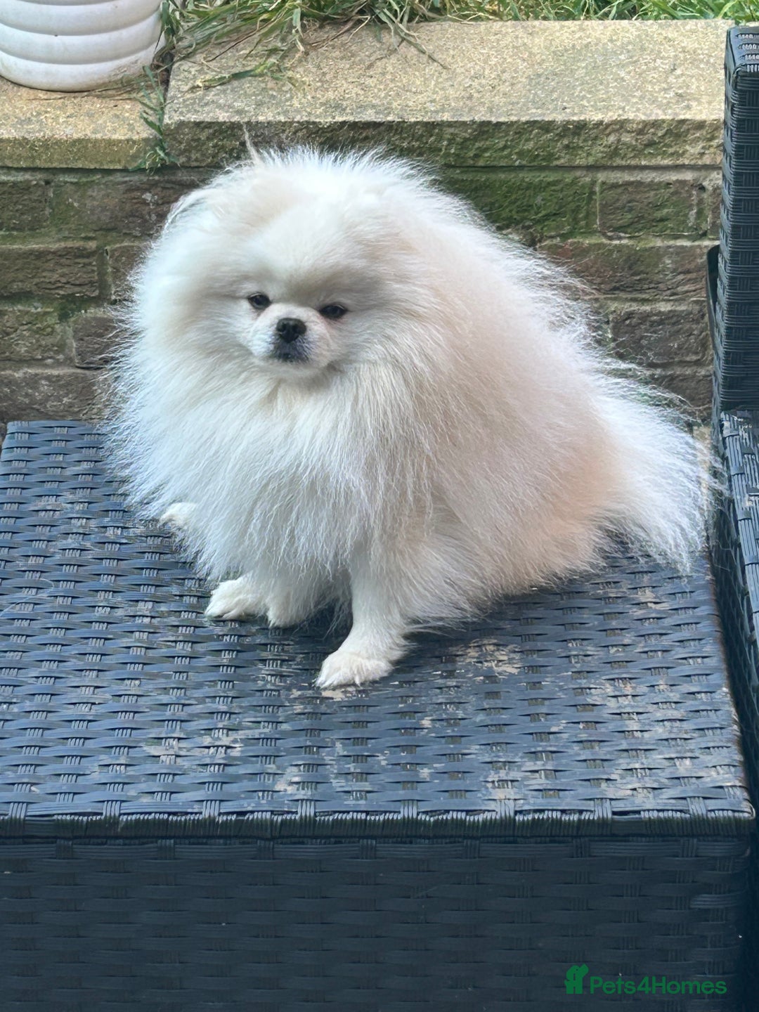 Pomeranian dogs for stud: Stud only. Bear Face, double coat, KC reg £450 - Advert 7