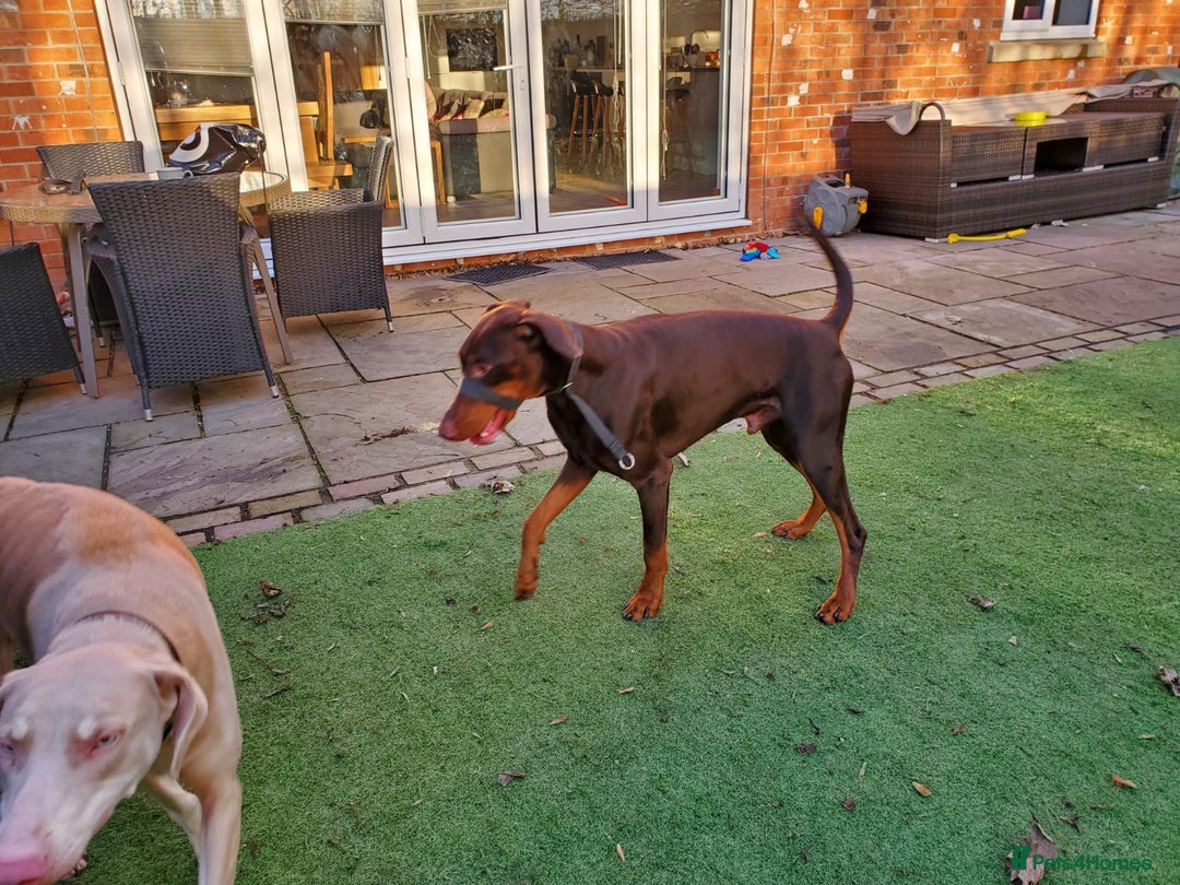 Dobermann dogs for stud: PROVEN SIRE, SON OF COME AS YOU ARE I-REX(Imp Scg) in Leeds - Image 4