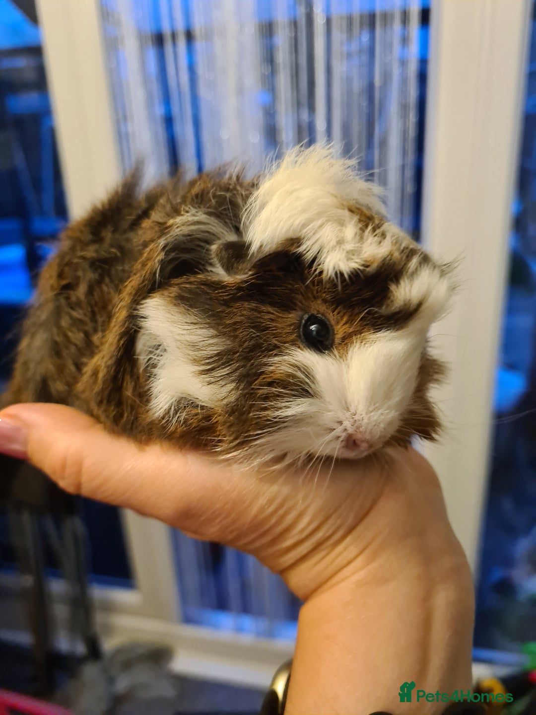Guinea Pig rodents for sale: Purebred Peruvian baby girl  - Image 5