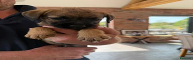 Border Terrier 3