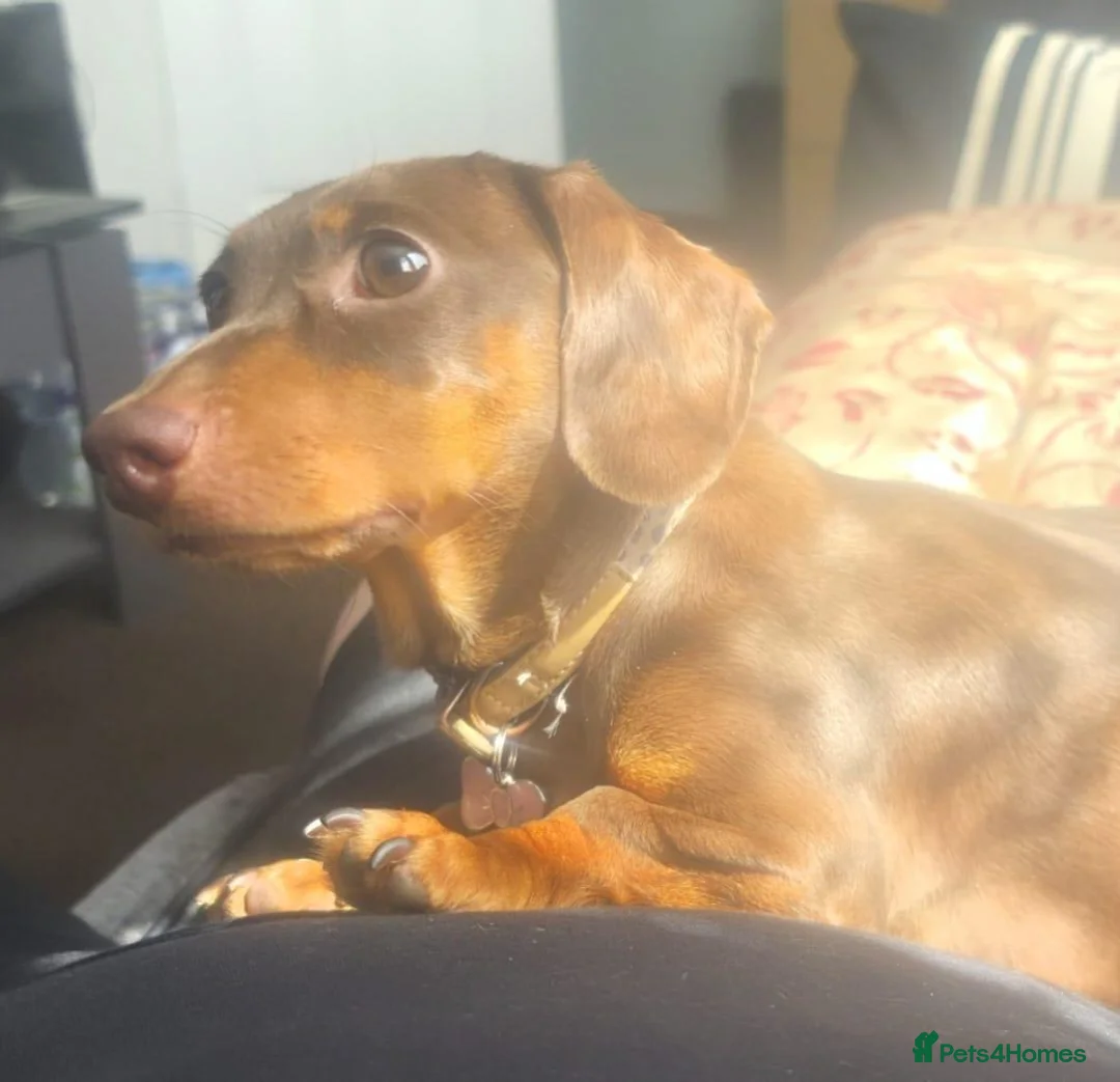 Miniature Dachshund dogs for sale: Adorable KC registered miniature dachshund puppies in Leeds - Advert 28