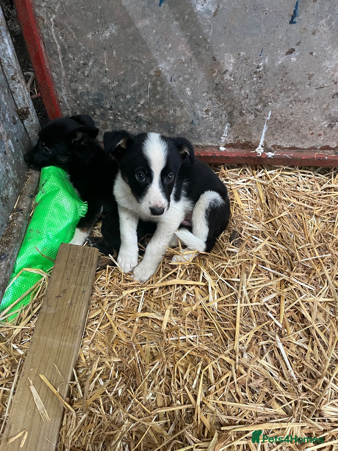 Border Collie dogs for sale: 5beautiful border collie puppies - Image 10
