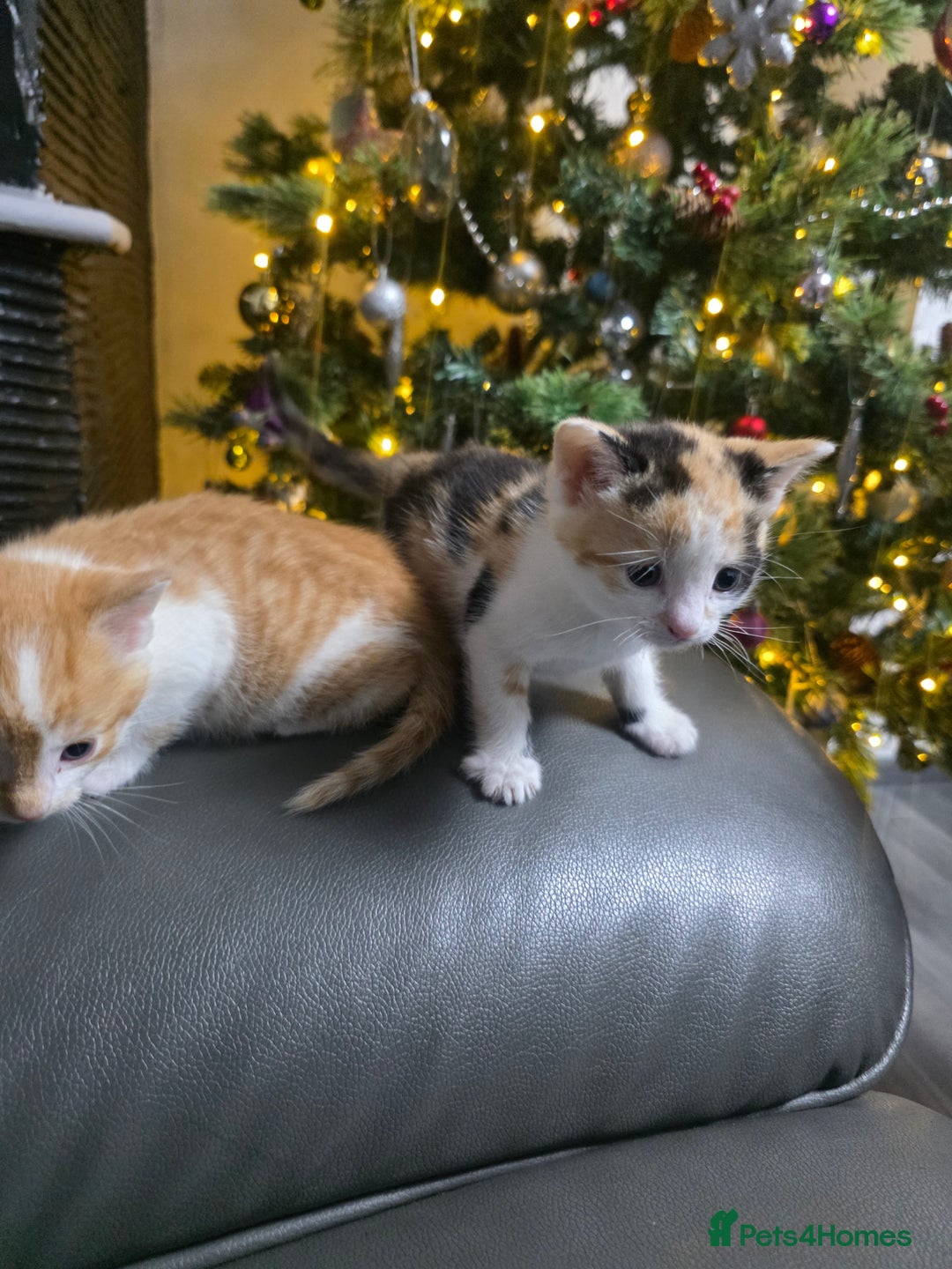 Mixed Breed cats for sale: Beautifull Kittens ready to go  - Advert 11