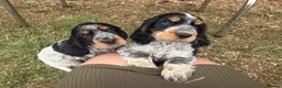 Cocker Spaniel dogs for sale: READY NOW😍 line quality show cockers - Advert 21