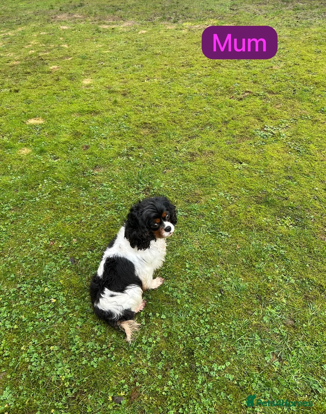 Cavapoo dogs for sale: Cavapoo  - Advert 2