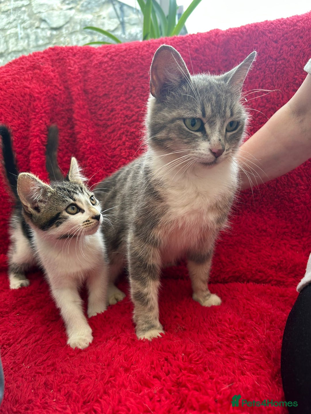 Mixed Breed cats for sale: Gorgeous kittens - Image 10