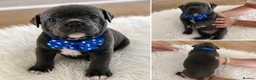 Staffordshire Bull Terrier dogs for sale: 👉 KC Blue Staffy Puppies – DNA Clear🔥 - Advert 19
