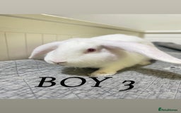 Mixed Breed rabbits for sale: Bunnies in Cheddar - Image 8