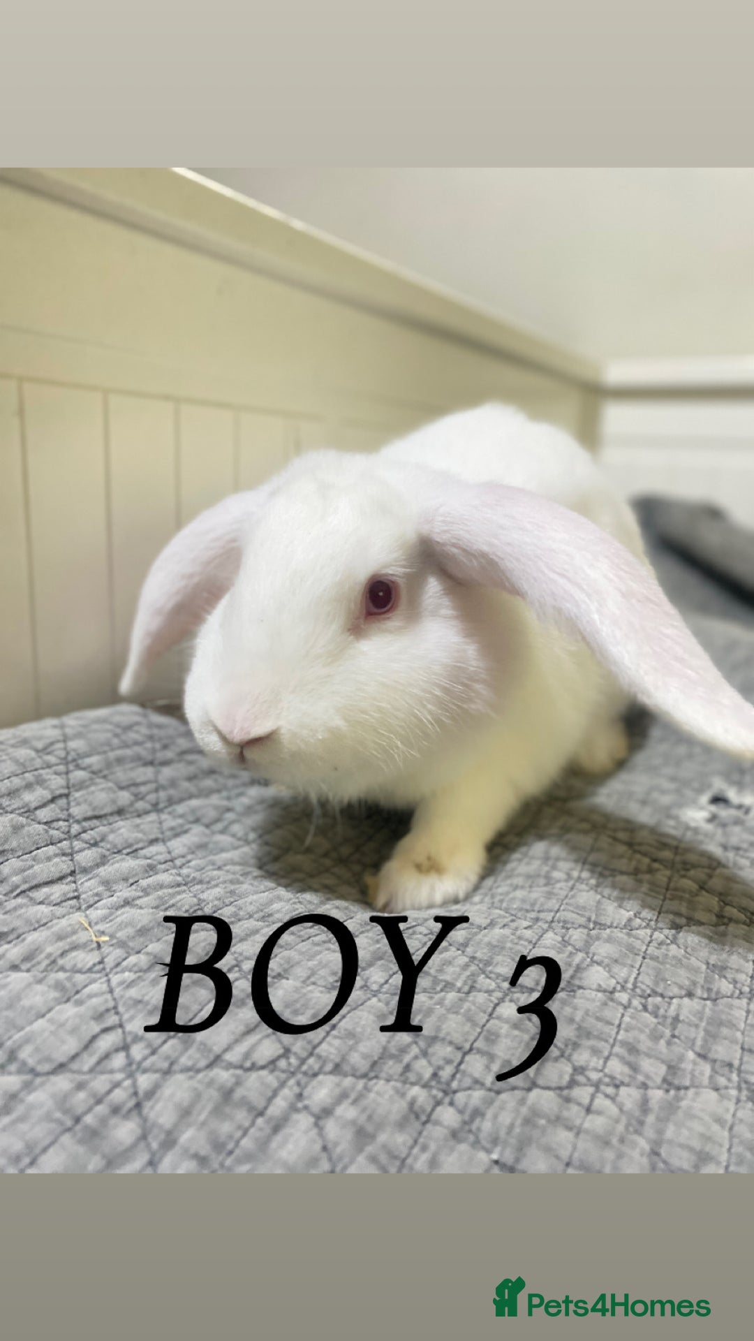 Mixed Breed rabbits for sale: Bunnies in Cheddar - Image 8