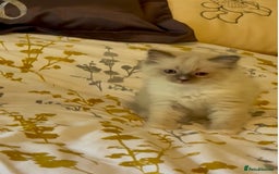 Ragdoll cats for sale: Stunning Ragdoll Males - Image 8