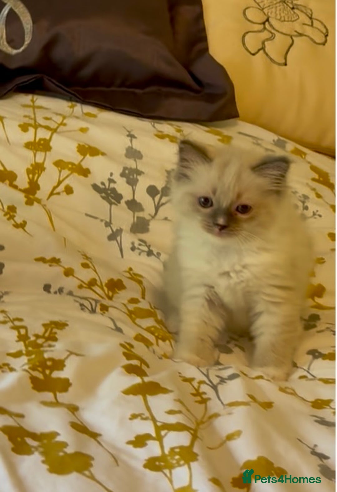 Ragdoll cats for sale: Stunning Ragdoll Males - Image 8