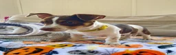 Jack Russell dogs for sale: Mini Jack Russel Terriers - Advert 6
