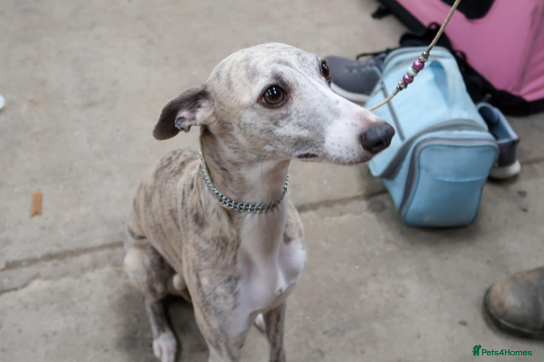 Whippet dogs for sale: Home reared pedigree Whippet Puppies - Advert 3