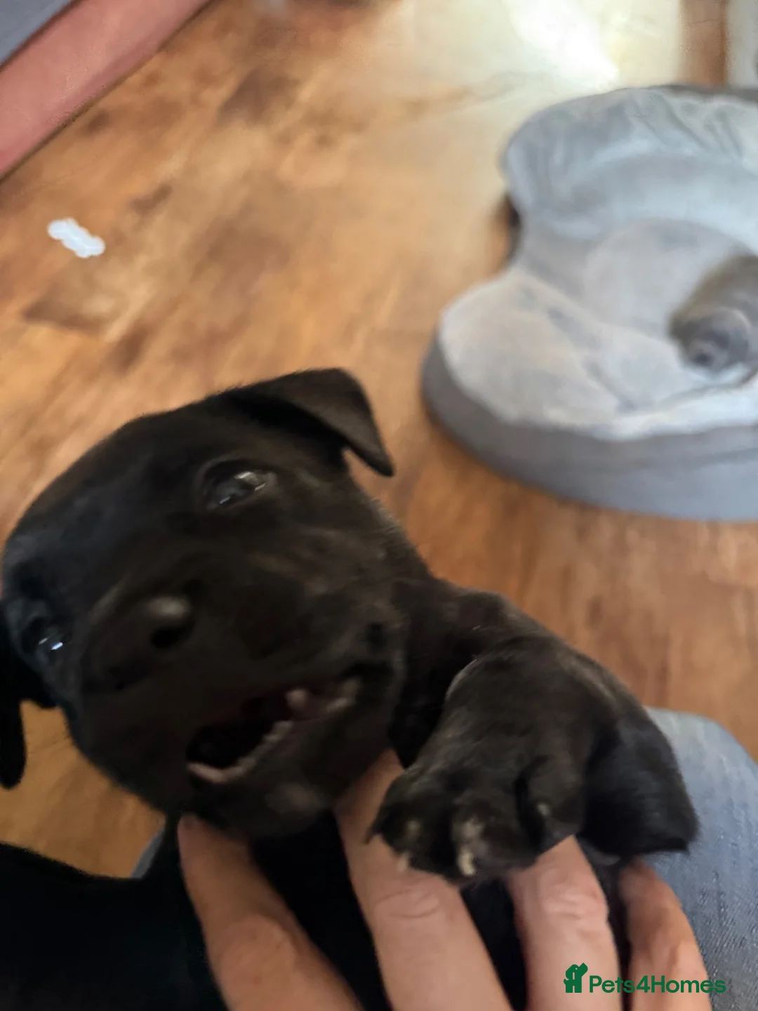 Staffordshire Bull Terrier dogs for sale: Blue and Black Staffies in Deeside - Advert 15