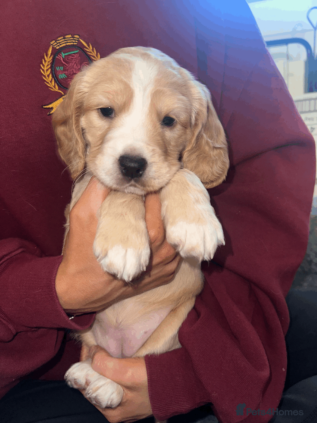 Cocker Spaniel dogs for sale: Working Cocker Spaniel Puppies - Image 2