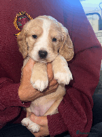 Cocker Spaniel dogs - Advert 1