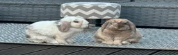 Dwarf Lop rabbits for sale: 2 friendly Neutered male dwarf lop rabbits  - Advert 8