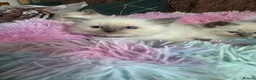 Ragdoll cats for sale: Four Stunning GCCF Registered Girls - Advert 15