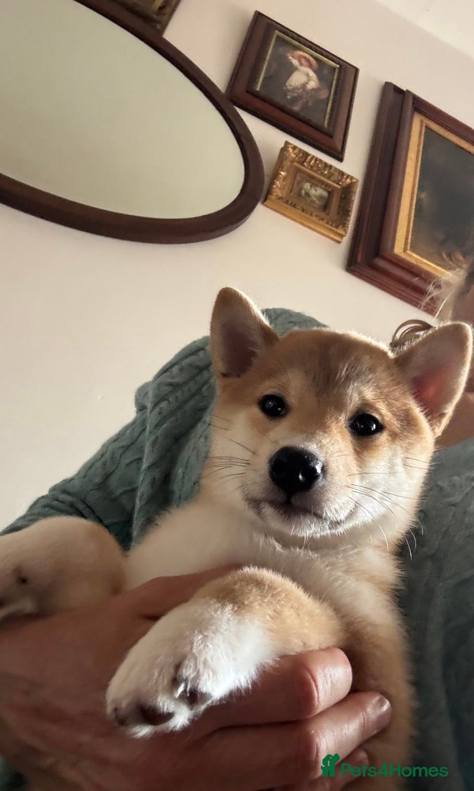 Japanese Shiba Inu dogs KC REGISTERED SHIBA INU RED PUPPIES FOR SALE - Advert 7