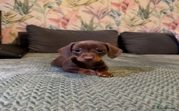 Miniature Dachshund dogs for sale: 2 male 1 female Miniature Dachshund  - Advert 9
