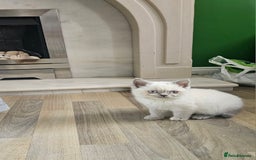 British Shorthair cats for sale: British Shorthair Kittens in Bradford - Image 13