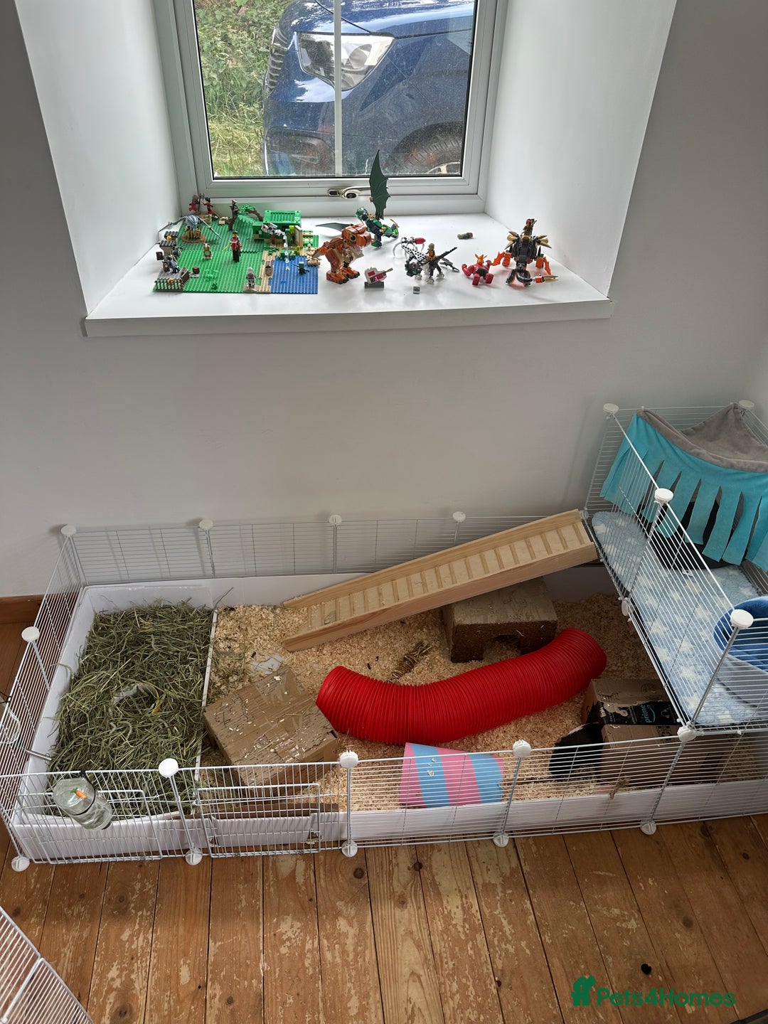 Guinea Pig rodents for sale: 2 male bonded guinea pigs and all accessories  - Image 9