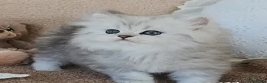 Persian 2