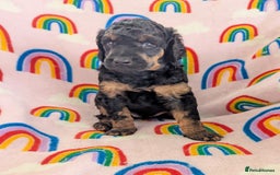 Miniature Poodle dogs for sale: Stunning Red & Phantom Poodles - Image 2