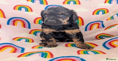 Miniature Poodle dogs - Advert 15