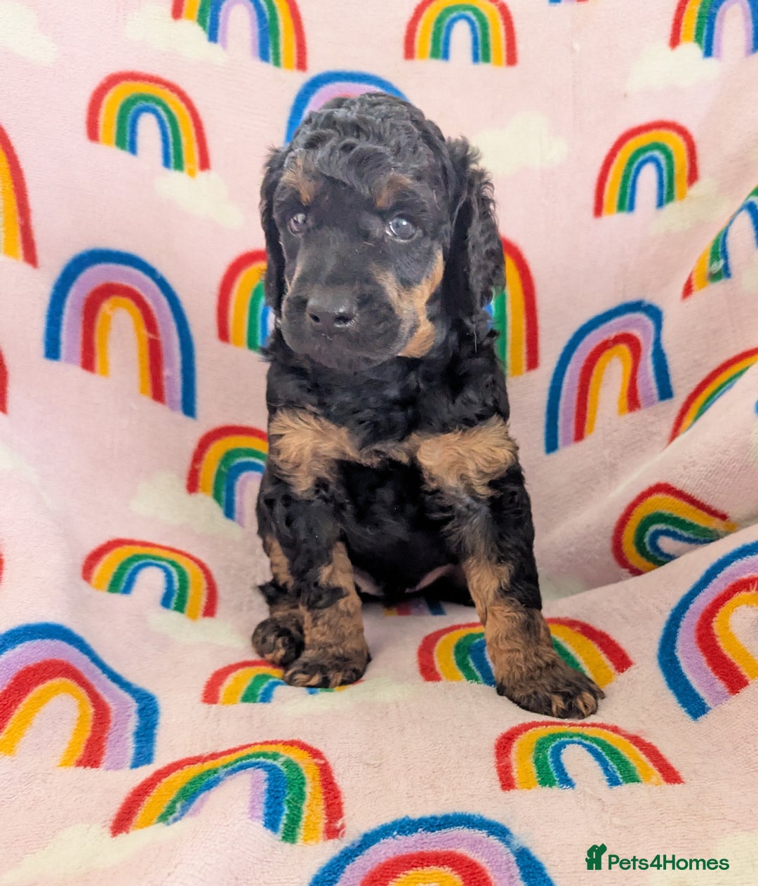 Miniature Poodle dogs for sale: Stunning Red & Phantom Poodles - Image 2