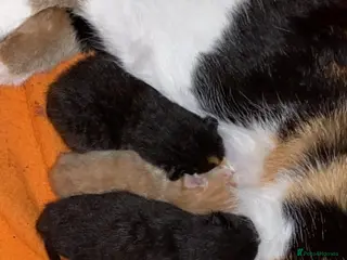 Mixed Breed cats Tortie 9 month old cat for sale to a loving home - Advert 6