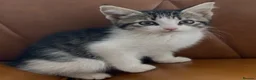 Mixed Breed cats for sale: 11 weeks old beautiful kittens looking for new - Advert 4