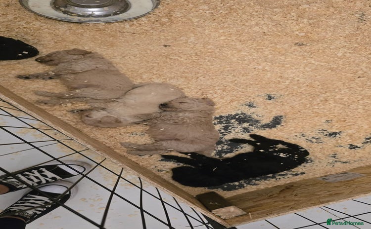 Standard Poodle dogs - Advert 1