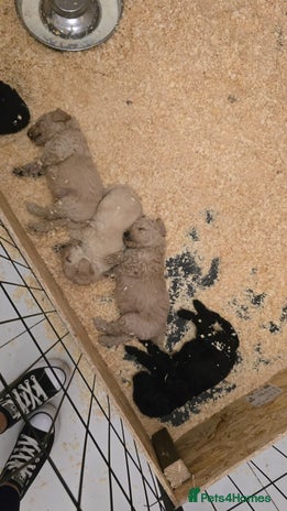 Standard Poodle dogs - Advert 1