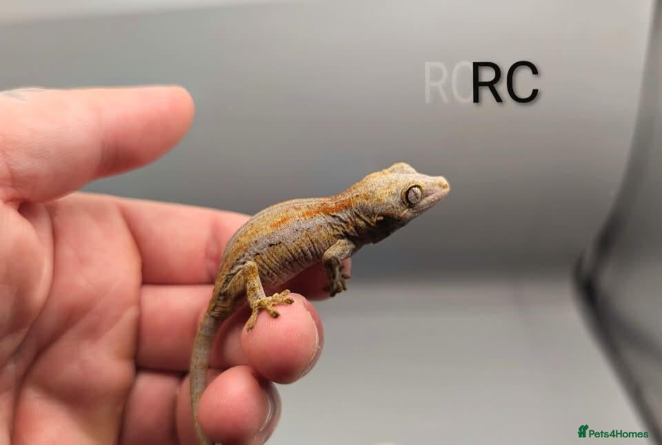 Gecko reptiles Orange striped gargoyle gecko  - Advert 1