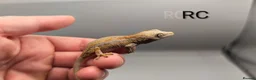Gecko reptiles for sale: Orange striped gargoyle gecko  - Advert 1