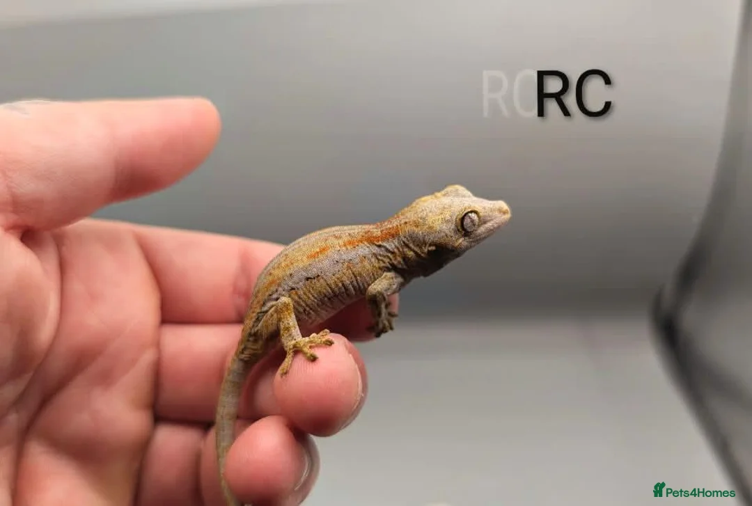 Gecko reptiles for sale: Orange striped gargoyle gecko  - Advert 1
