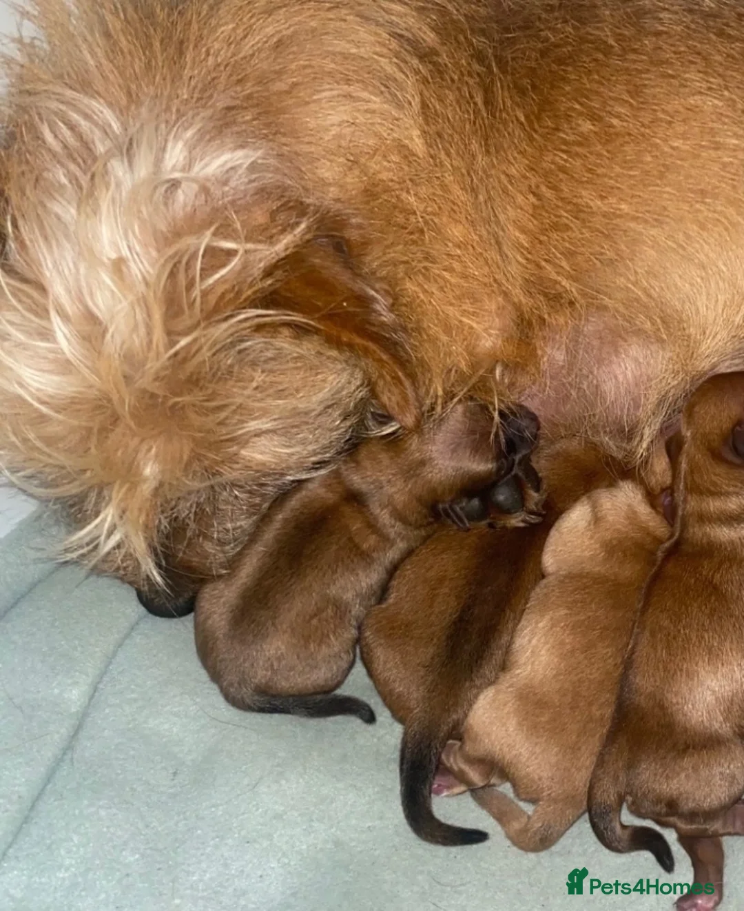 Mixed Breed dogs for sale: Jack Russell cross Yorkie cross Chihuahua  in Pontypool - Advert 2