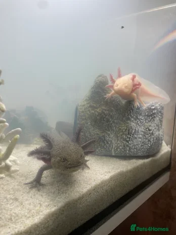 Axolotl reptiles Golden and wild axolotl  - Advert 1