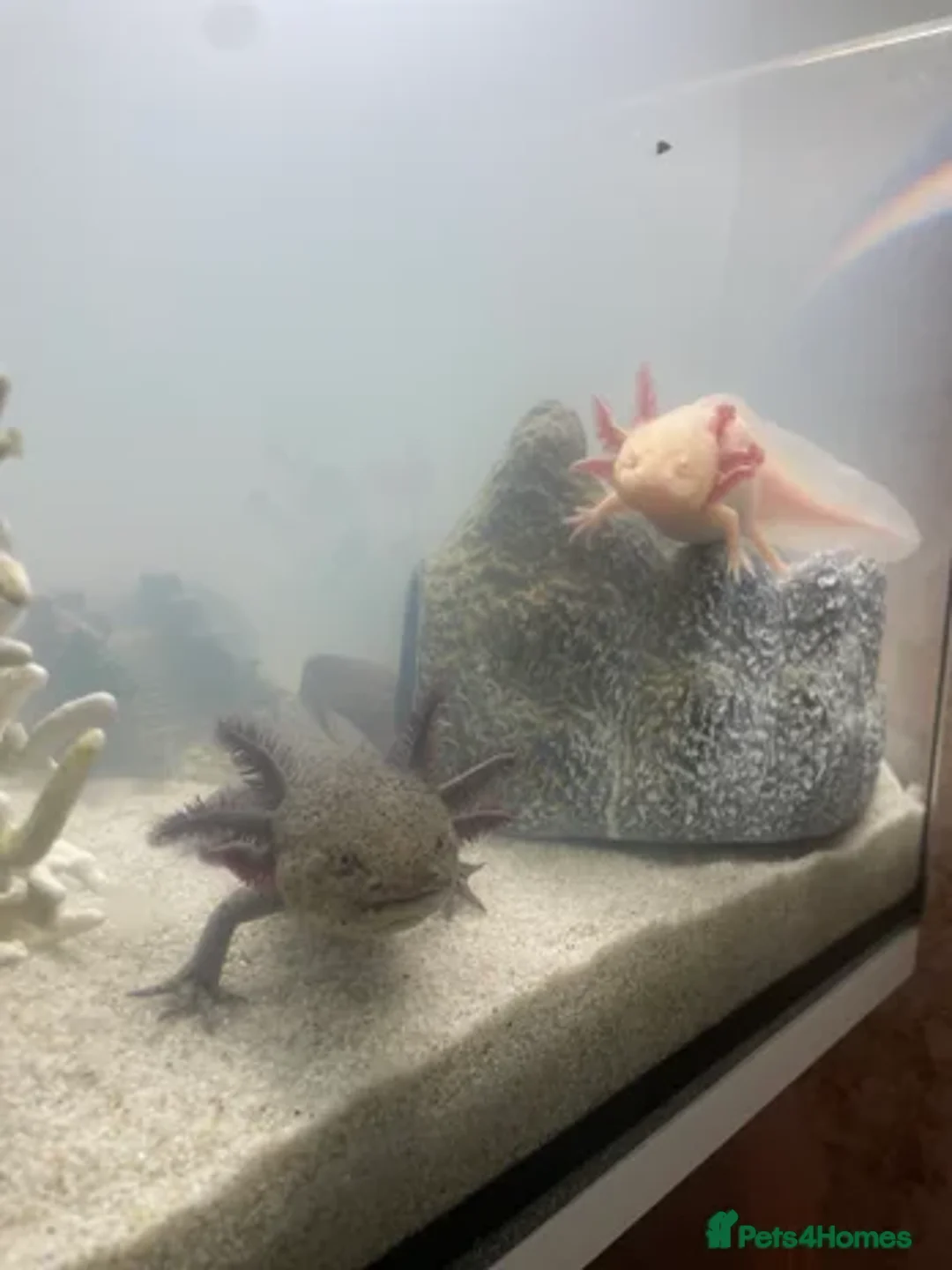 Axolotl reptiles for sale: Golden and wild axolotl  - Advert 1