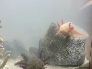 Axolotl reptiles Golden and wild axolotl - Advert 1