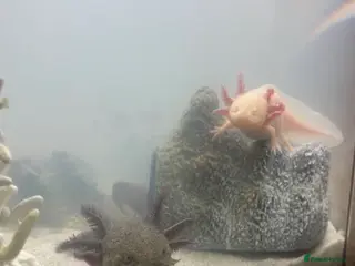 Axolotl reptiles Golden and wild axolotl - Advert 11