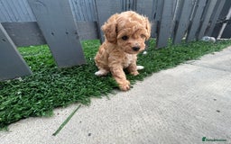 Cockapoo dogs for sale: Beautiful small  cockapoo puppies  - Image 19